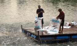  'Cò cá' bắt tay thương lái Trung Quốc lùng sục mua cá tra non